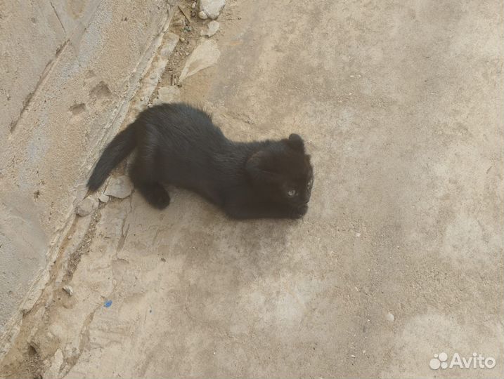 Котята в добрые руки даром бесплатно