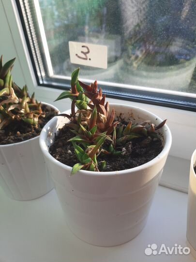 Кактусы и суккуленты