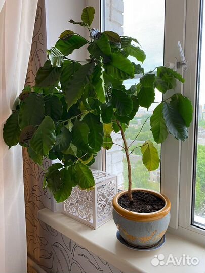 Кофейное дерево