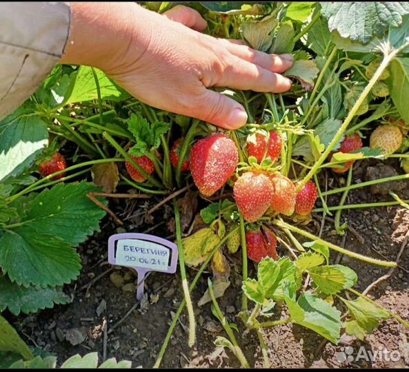 Рассада клубники 