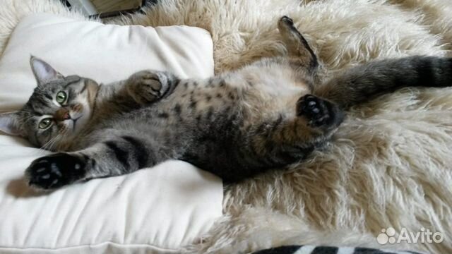 Котик Еська в ответственные руки