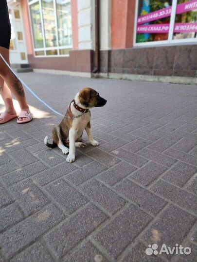 Щенок в добрые руки