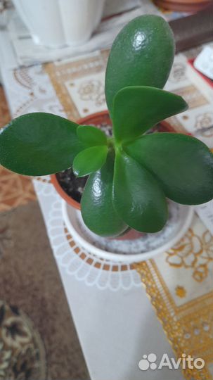 Комнатные цветы