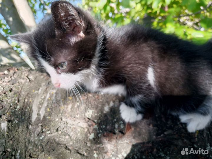 Котята мышеловы в добрые руки