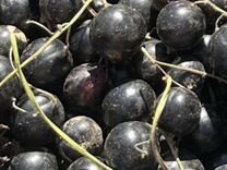 Черная смородина ягода свежая урожай 2024 июнь-июл