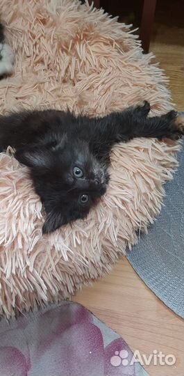 Маленькая кошечка