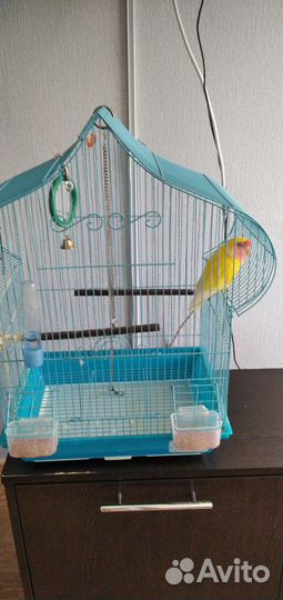 Попугай с клеткой продам