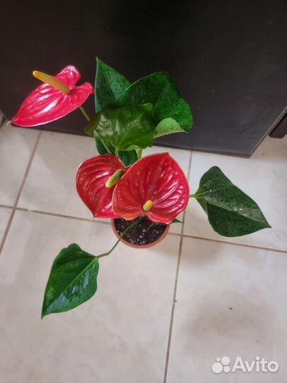 Антуриум Дакота красный