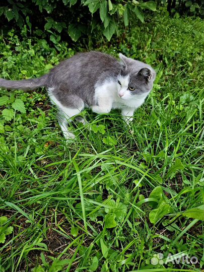 Котик в добрые руки