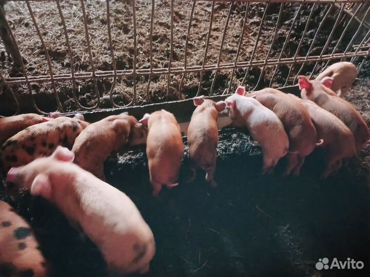 Поросята породы дюрок,очень хорошие