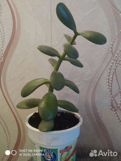 Филодендрон, пеларгония, эониум, толстянка, алоэ