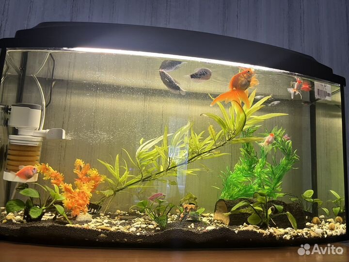 Обменяю рыбок