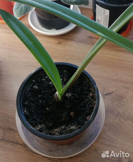 Гиппеаструм амариллис луковицы