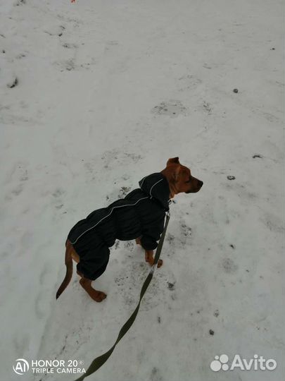 Комбинезон утеплённый (дождевик) для собаки