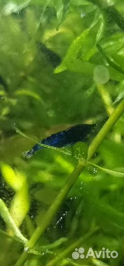 Креветки блю дрим