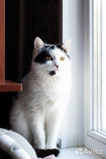 Кошки в добрые руки