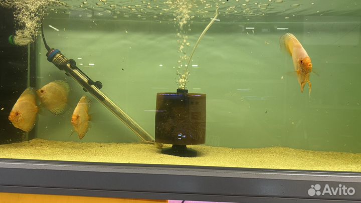 Рыба Дискус