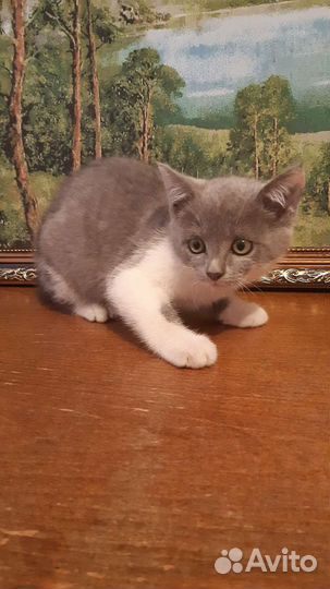 Котятки в добрые руки