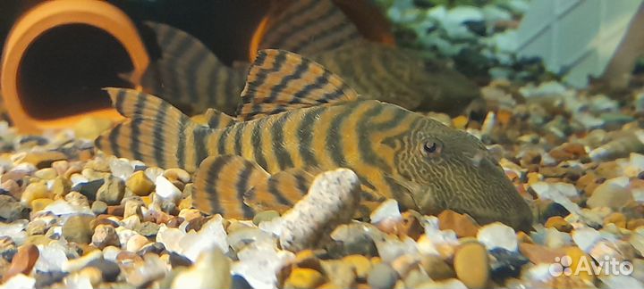 Мальки Номерных сомов L066, L201, L 397