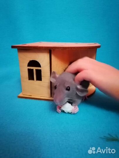 Крыса Дамбо Мальчики, доставка