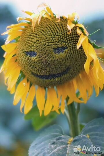 Жмых подсолнечный