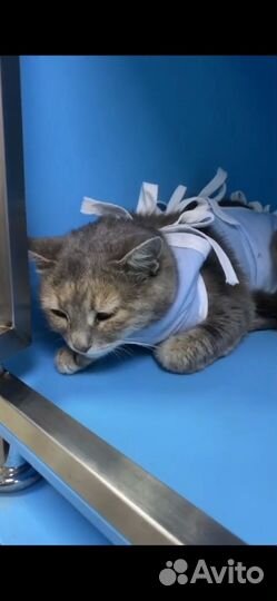 Кошка. Девочка. Пискля. Мо. Ищем добрые ручки