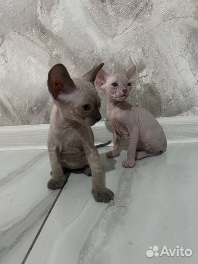 Котята сфинкс