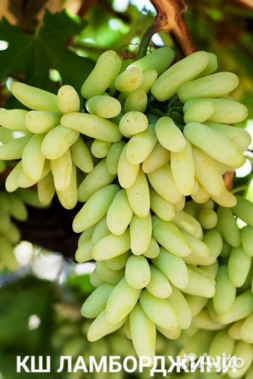 Саженцы винограда