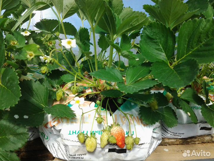 Клубника-Ремонтантная