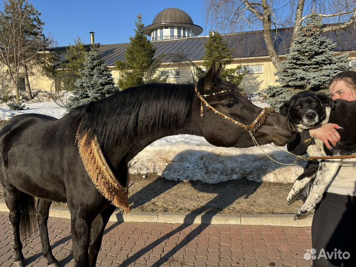 Вороная арабская кобыла импортное происхождение