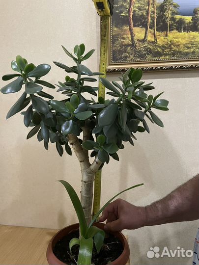 Толстянка (денежное дерево)