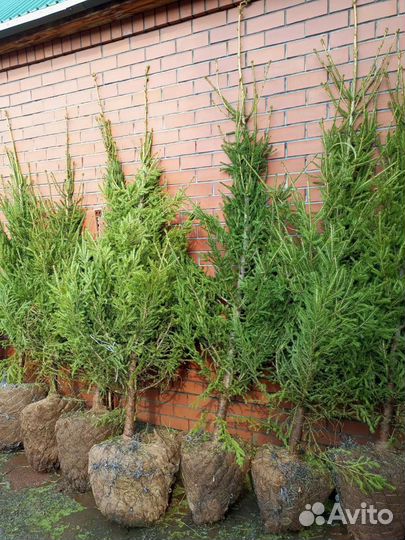 Ель зеленая