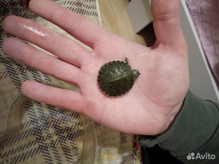 Черепаха водная