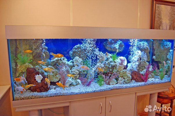 Чистка, оформление и обслуживание аквариумов