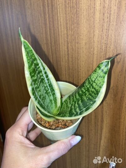 Сансевиерия ханни крео и ханни маргината