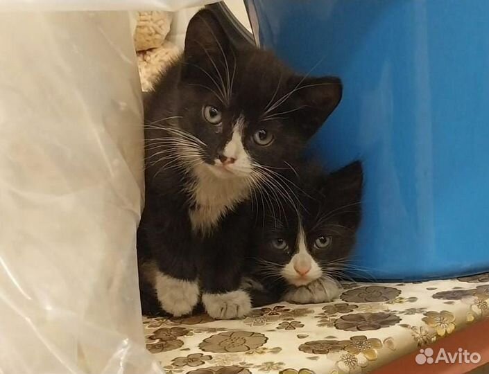 Котята домашние, красивые