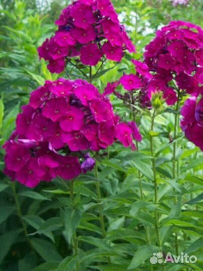 Флоксы рассада