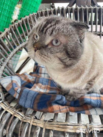 Шотландская вислоухая