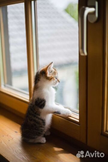 Ремонт пластиковых окон. Москитные сетки