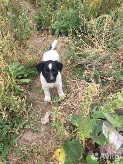 Щенки дворняжки