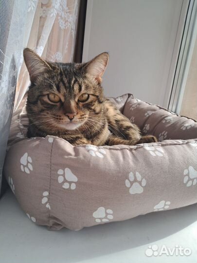 Коты для вязки