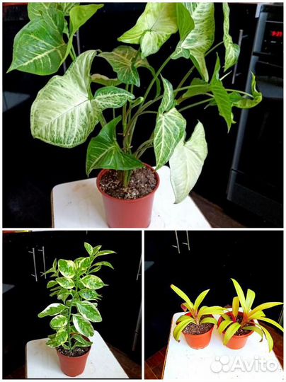 Комнатные растения