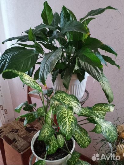 Комнатные цветы