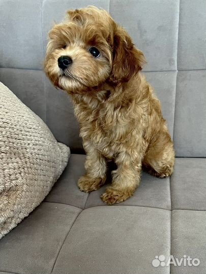 Щенки мальтипу