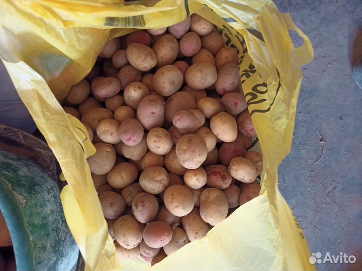 Картофель мелкий