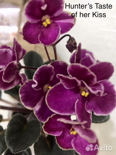 Сортовые фиалки