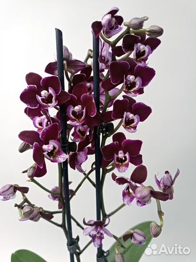 Орхидея мультифлора