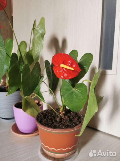 Комнатные цветы антуриум