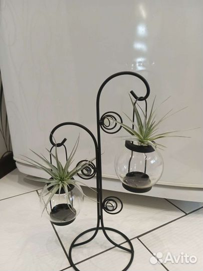 Тилландсия