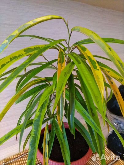 Фикус Биннендийка (Али) Амстел Голд